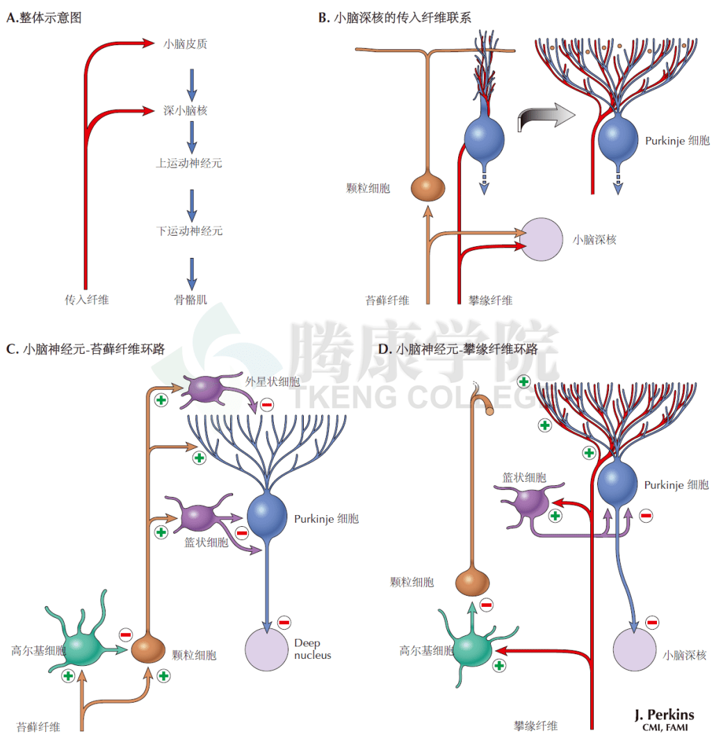 神经解剖学小脑传入纤维联系环路图