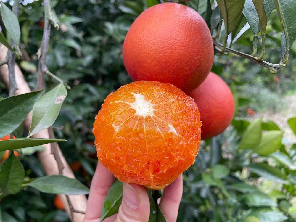 塔罗科血橙唯美图片