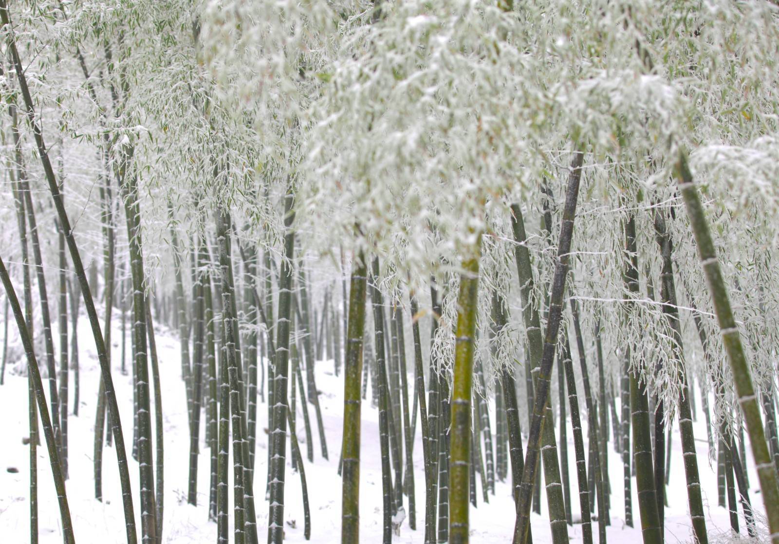 显得|耒阳：蔡伦竹海春光雪景如人间仙境