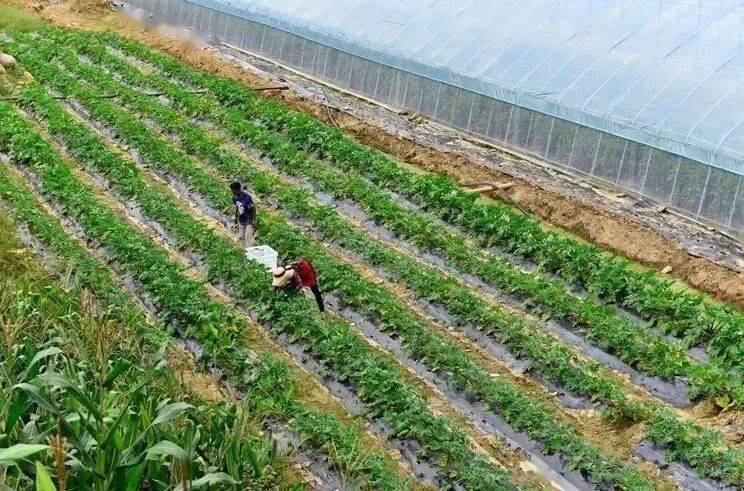 雲縣人勤春來早春耕備耕忙