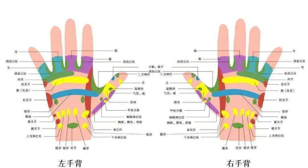 甲状腺对应的反射区图图片