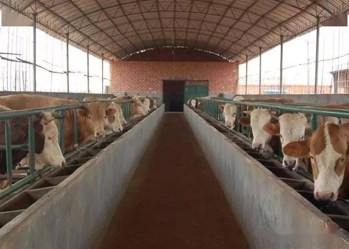 肉牛养殖场建设要求_牛舍_地面_运动场