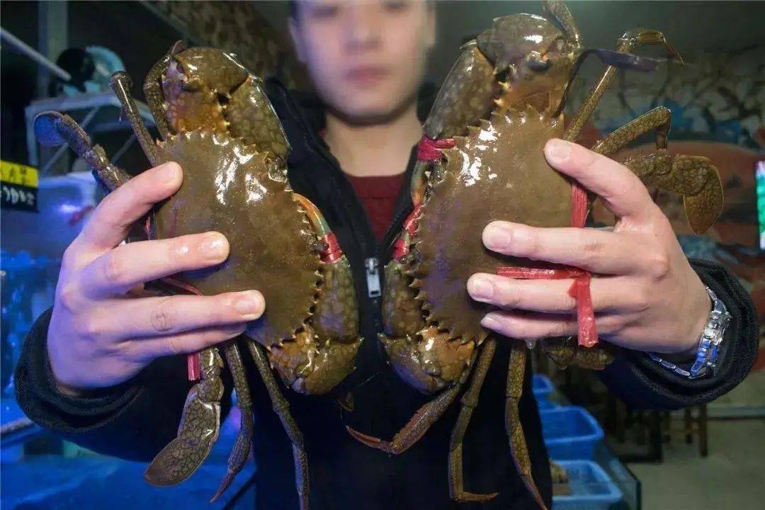 近8000辆卡车堵于中越边境口岸越南螃蟹价格暴跌一半