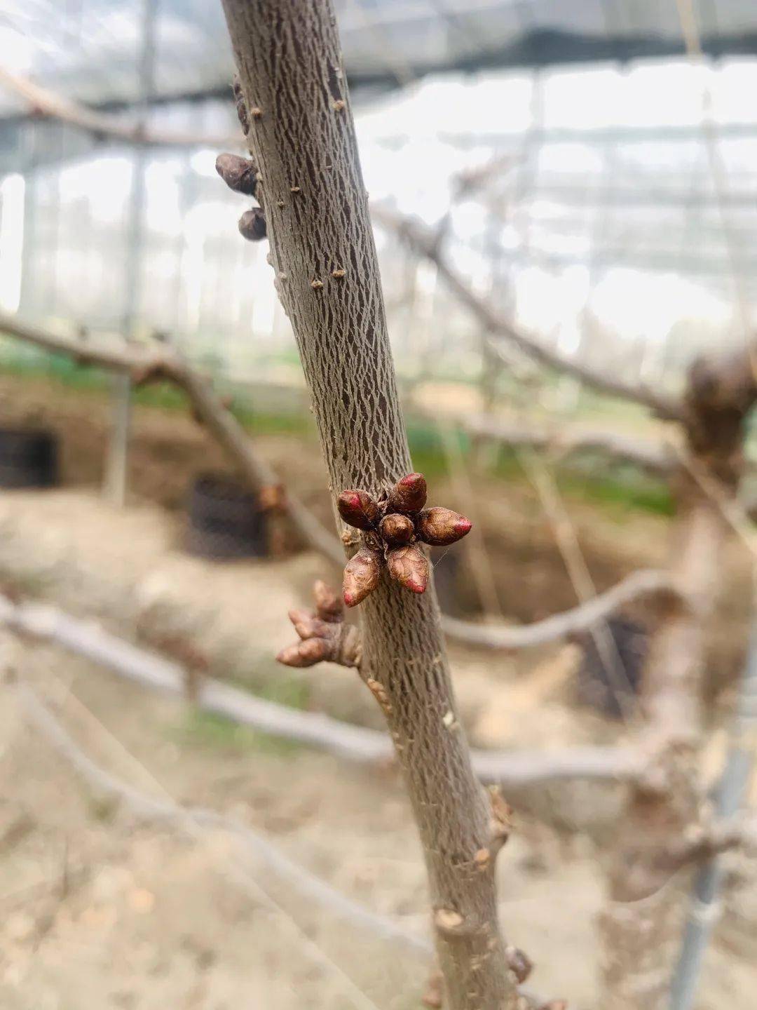 车厘子嫩芽叶子图片图片