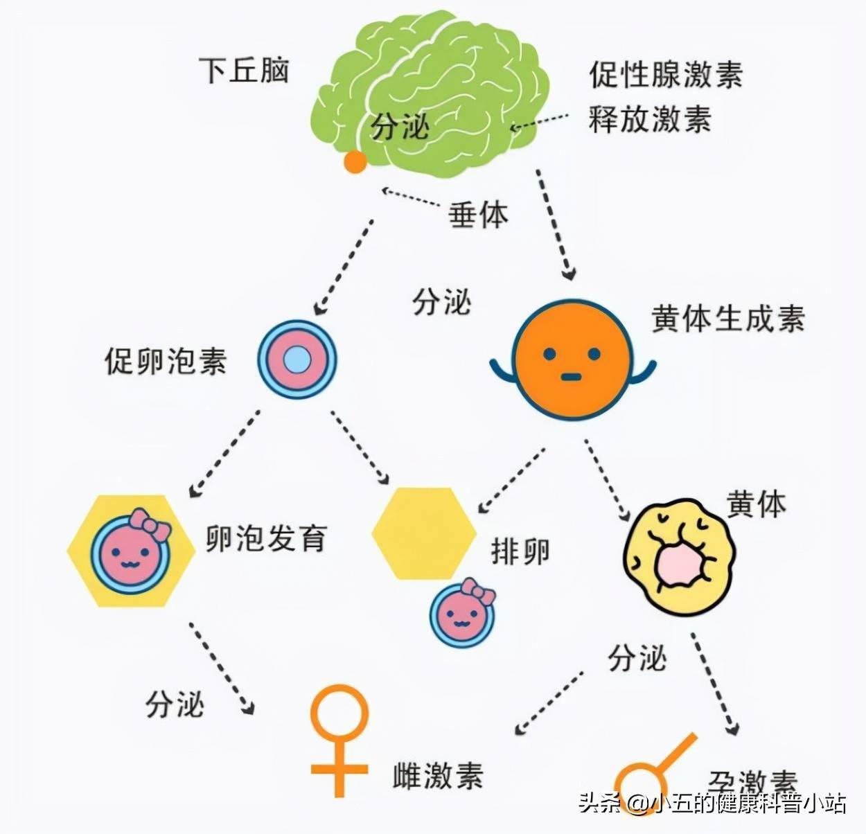 女性45岁后出现更年期综合征怎么办补充3种营养改善激素水平