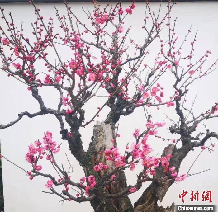 种类|西湖梅花种类逾百种 宋时杭州曾满城“梅色”