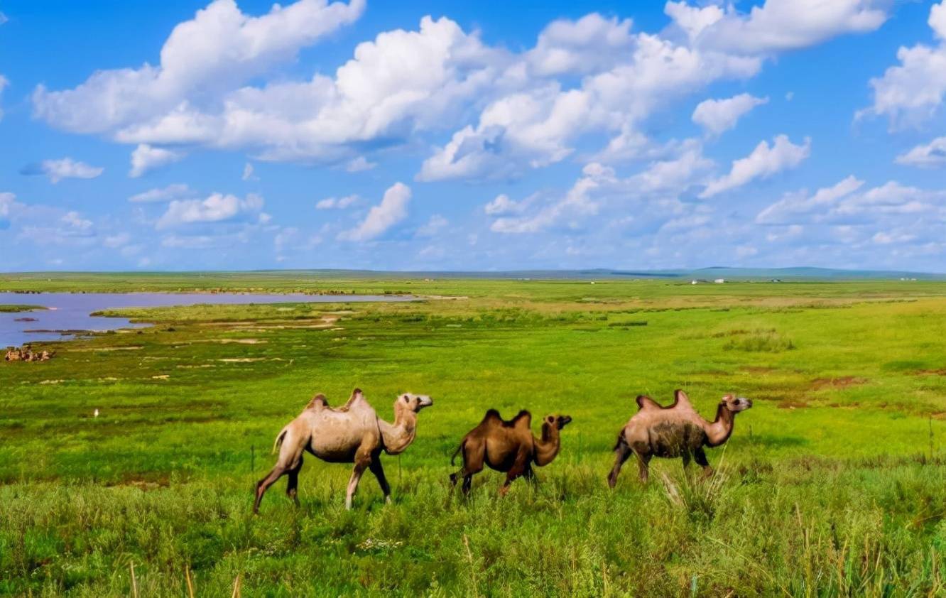 骆驼奶为什么难以买到与牛奶相比驼奶又有哪些不同呢