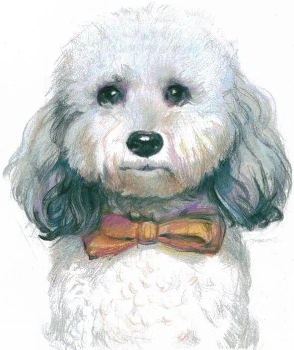 彩铅比熊犬的画法步骤教程!