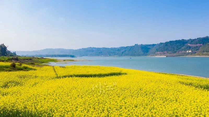 景区|气温回暖，泸州这里的油菜花已上岗！朋友，请收下这份“踏春大礼包”——