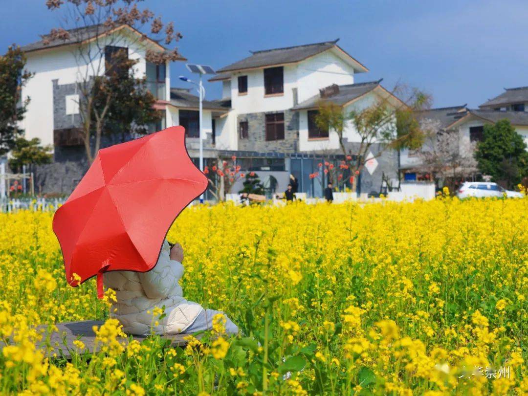 白头镇五星村油菜花图片