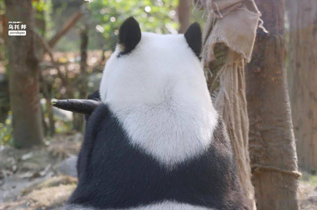 屁股_大熊猫_才对