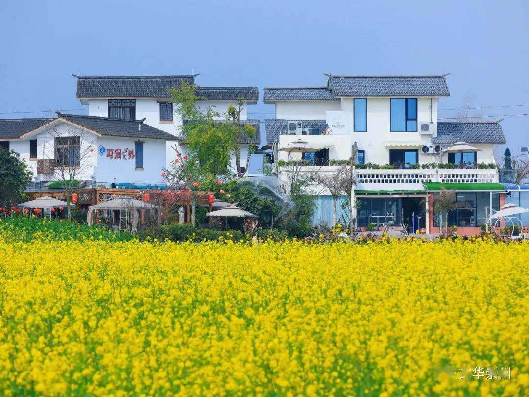 向二月春風保證,崇州的油菜花真的很好看_五星村_風景_田野