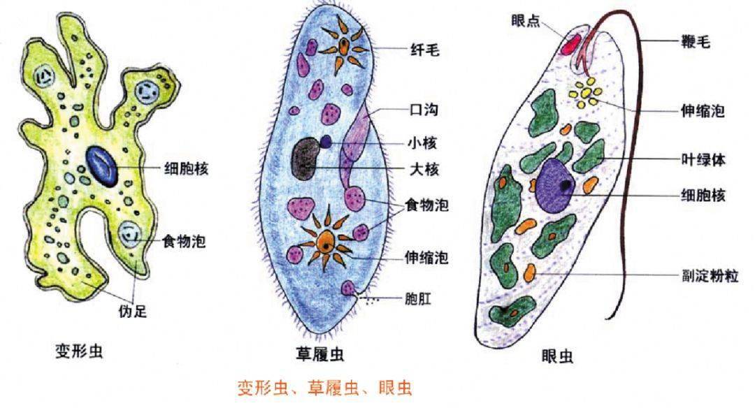 草履虫蛋白质生物合成图解高尔基体各种囊膜的结构模型图高尔基体结构