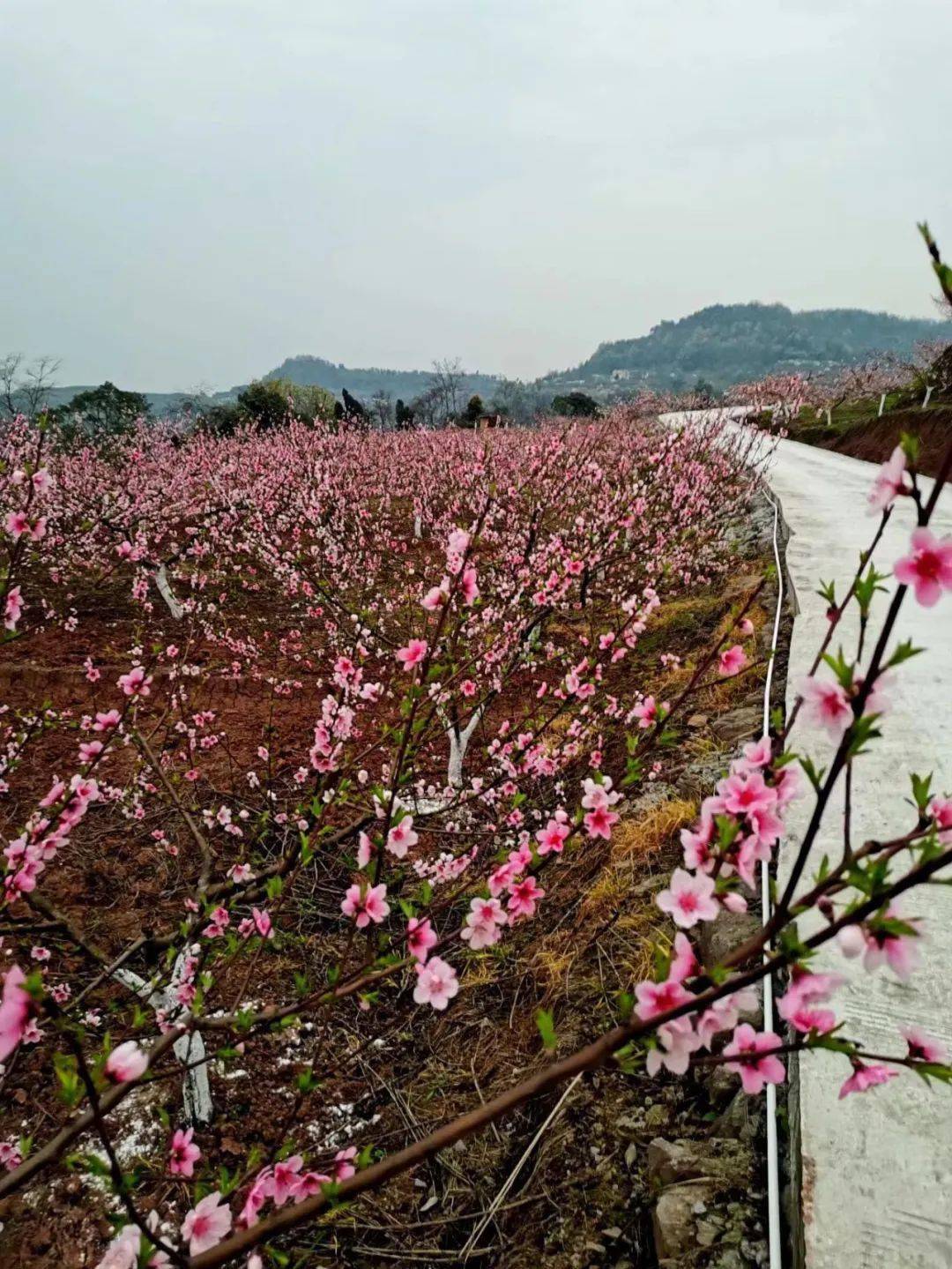 2022铜梁六赢山十里桃花首届桃花节3月1日开园门票免费送盛花期5日15