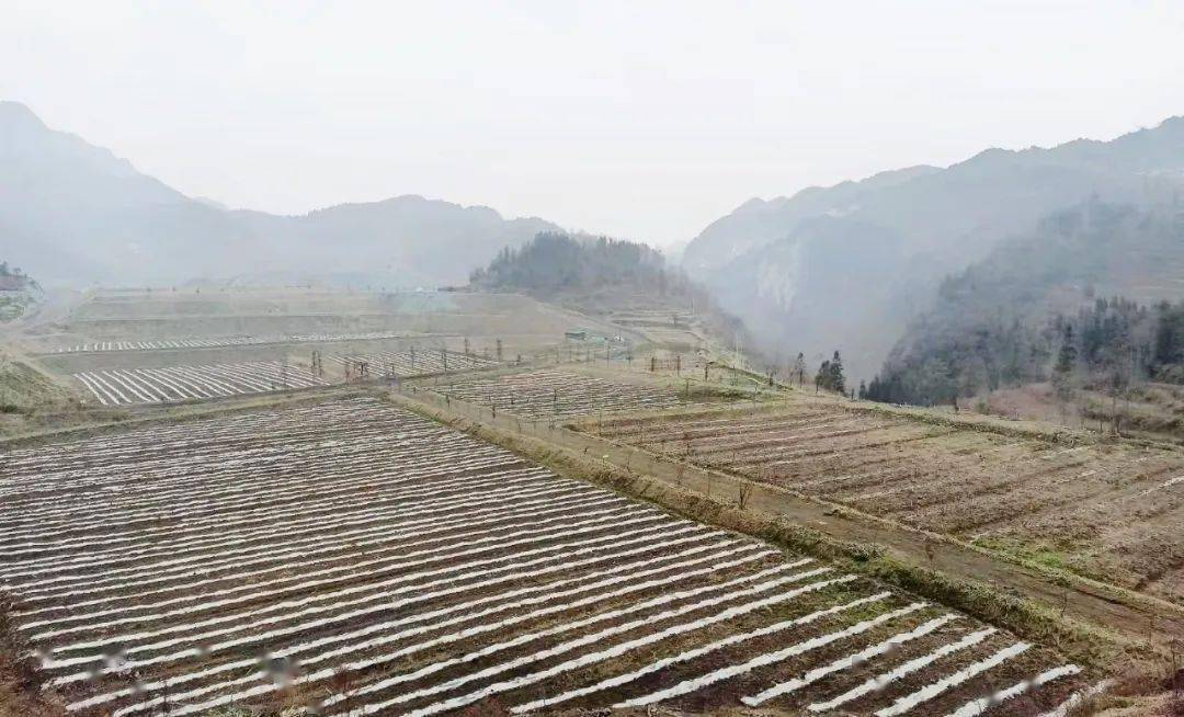 织金县白泥镇春耕备耕正当时田间管理不放松