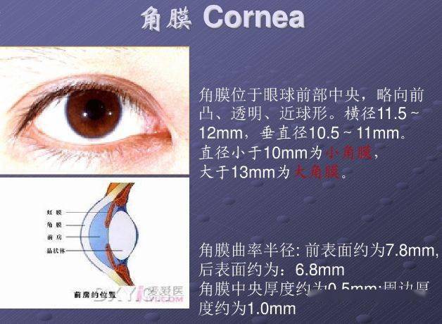 ppt图文眼部的解剖与生理