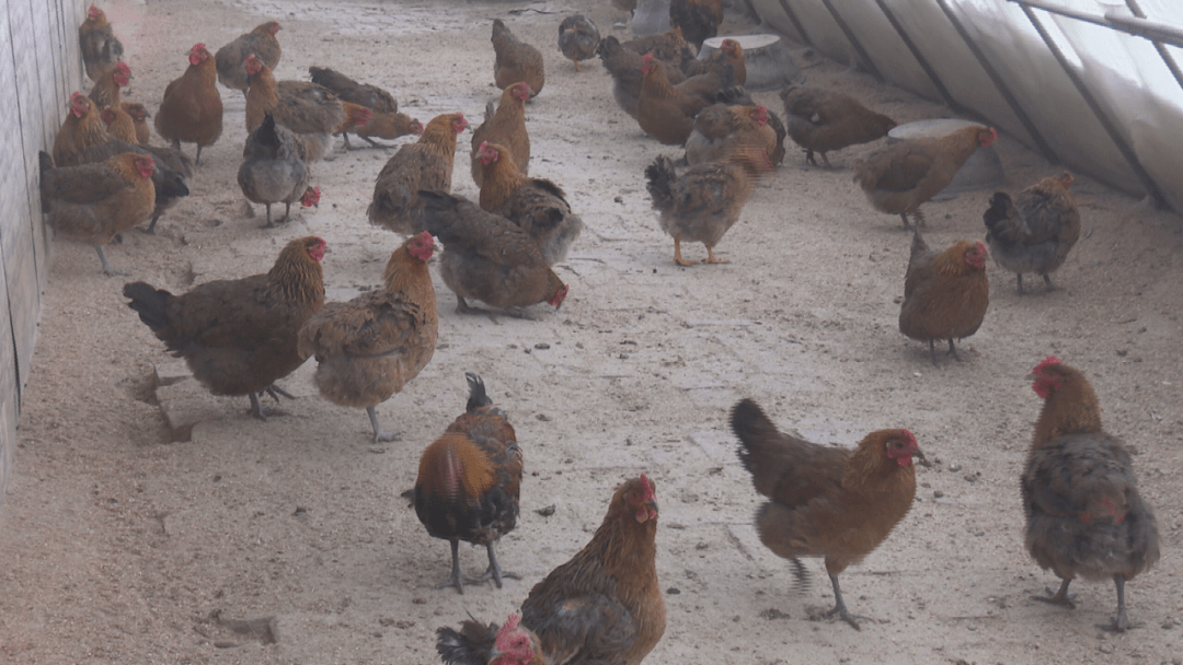 打造特色产业 抓住致富"鸡"遇_养殖_双岔河镇_森林