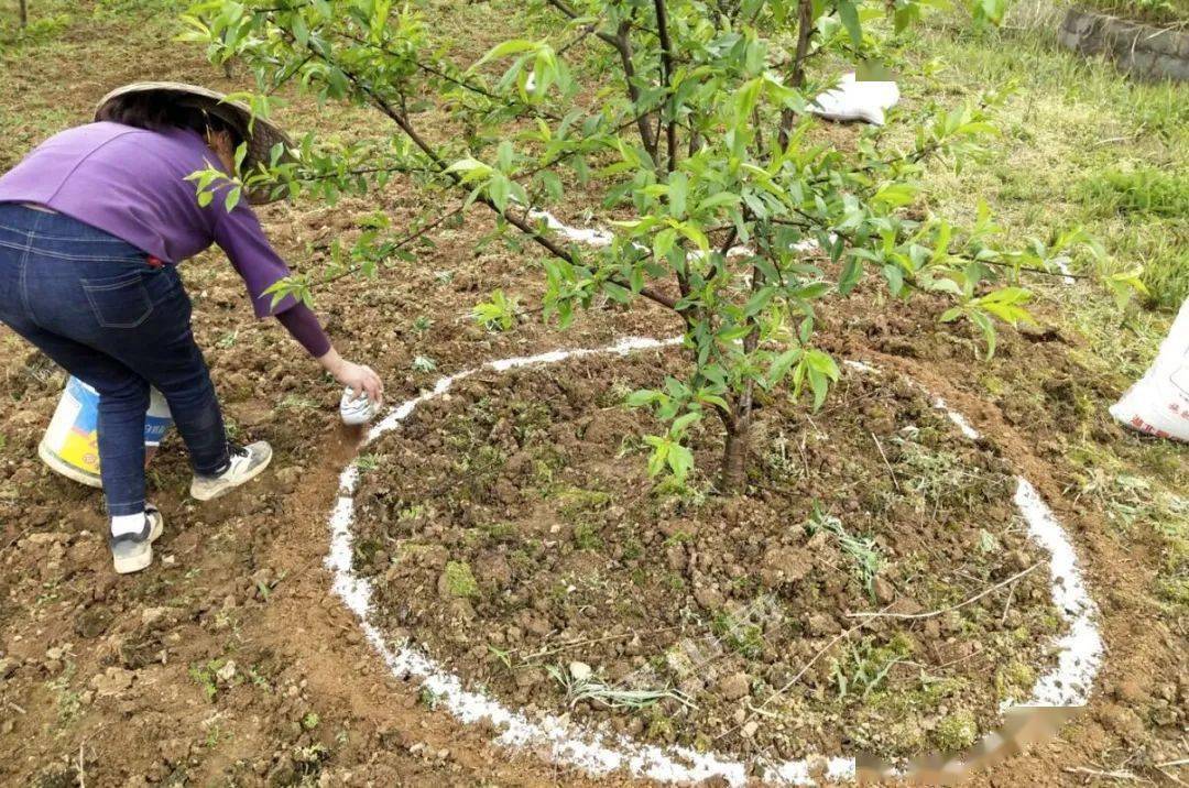 土肥花前追肥产量高追肥方法得作对