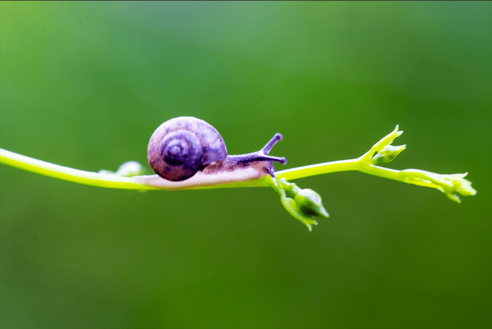 “第六次生物大灭绝已开始”，是不是“危言耸听” | 快评