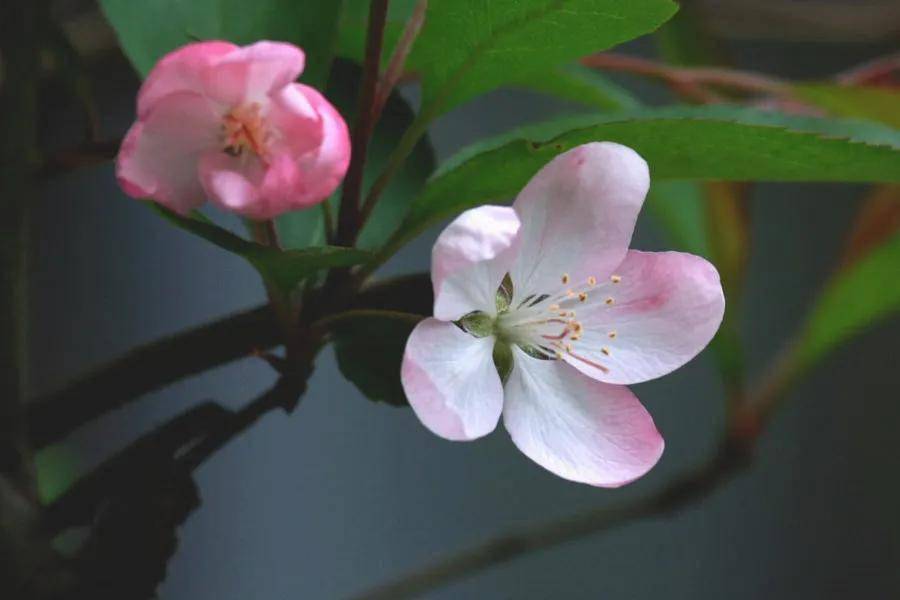 海棠花欣赏