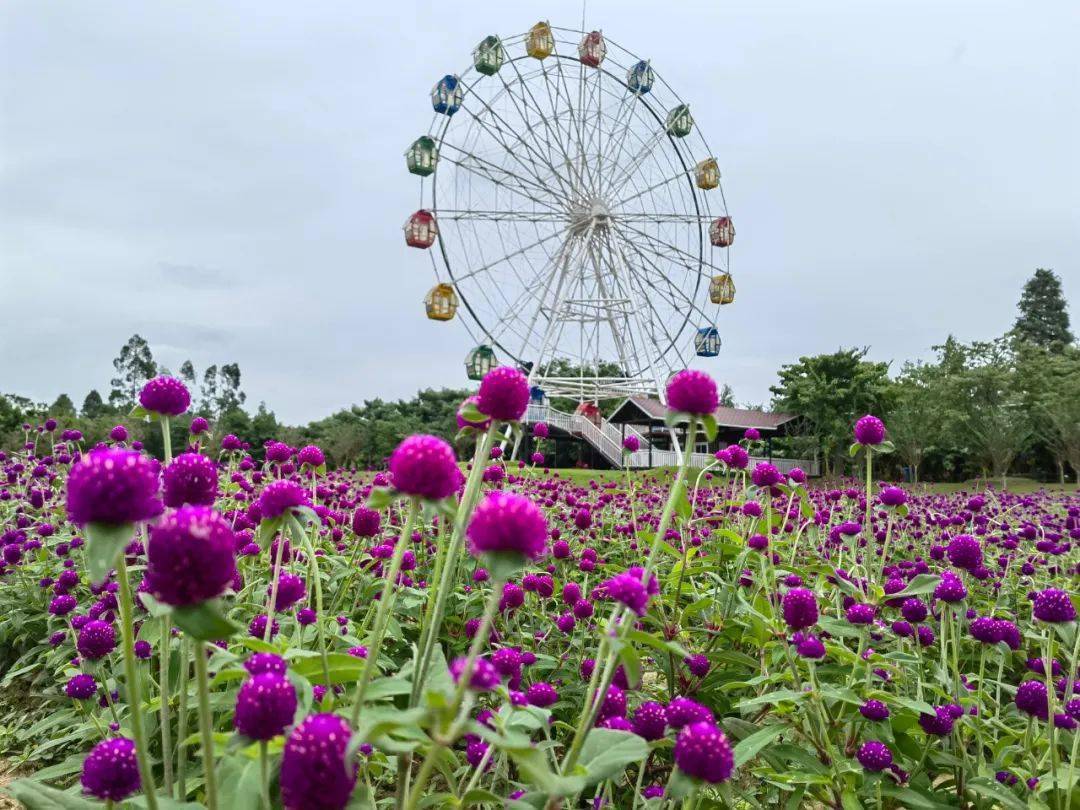 七彩花海仅需198元广州百万葵园一天游
