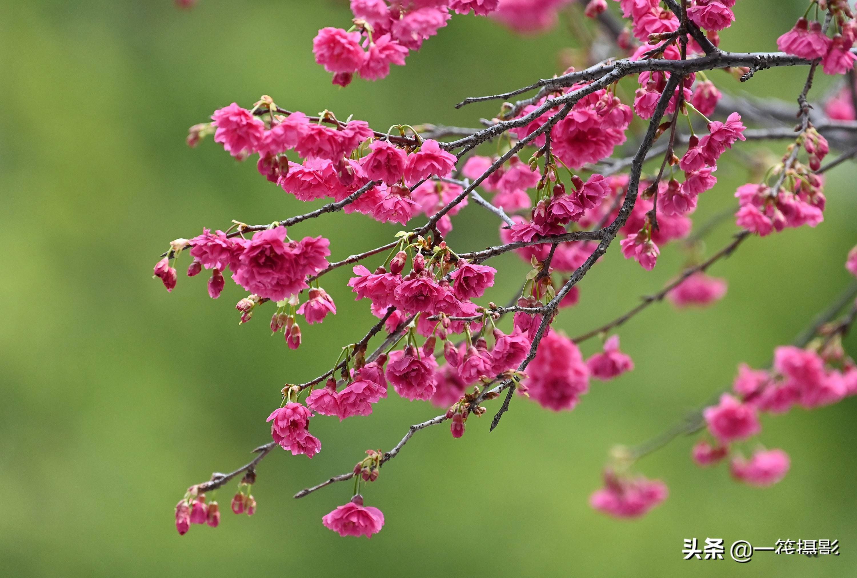 华南农业大学重瓣钟花樱桃花开
