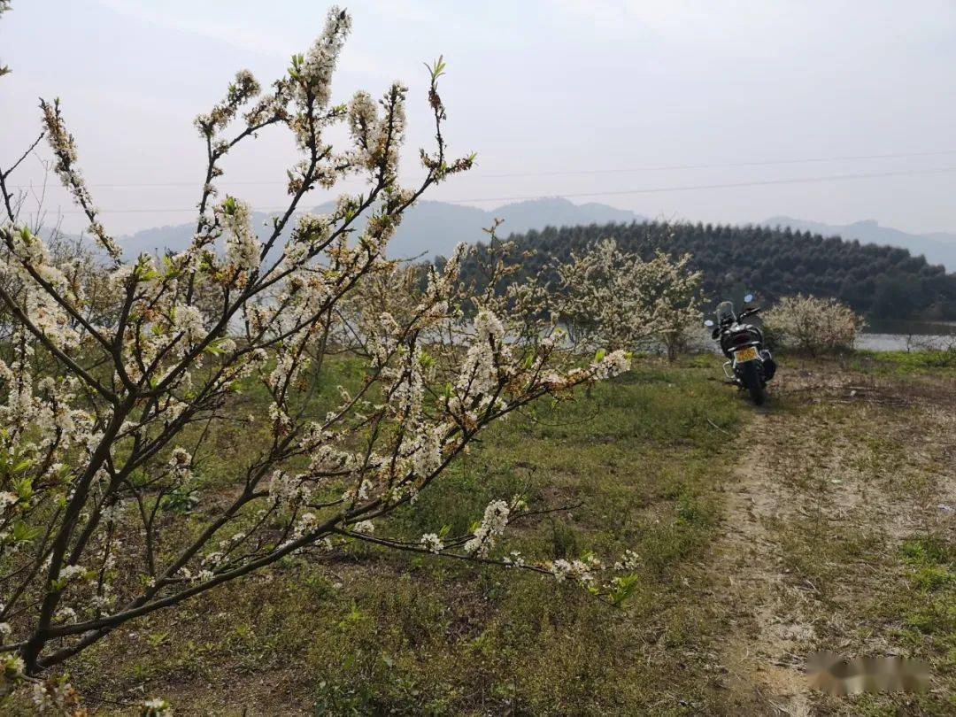 宾阳李花图片