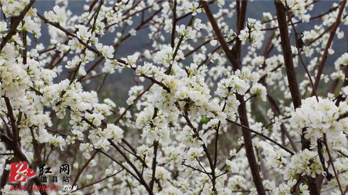 山坳|道县：李花似“春雪”漫山迎春开