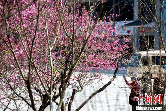 花园里|福建永春：桃花盛开引客来