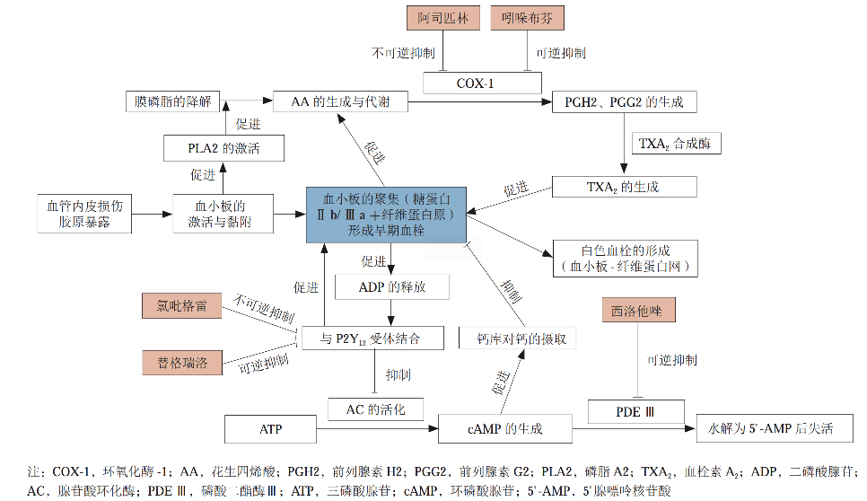 不同抗血小板聚集药物作用机制2图 1