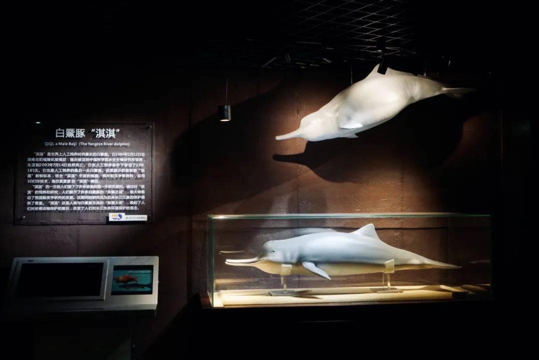 2002年,人类所能见到的最后一只白鱀豚「淇淇」在武汉中科院水生生物