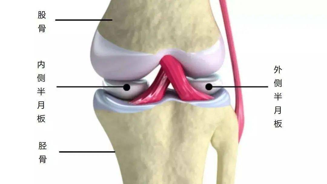 膝关节半月板什么形状图片