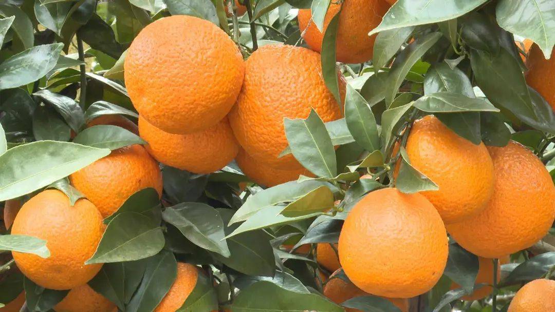 三月石棉黄果柑即将大量上市
