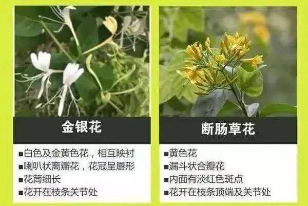 广东省|形似杭州人常煲的草药！别碰，有剧毒