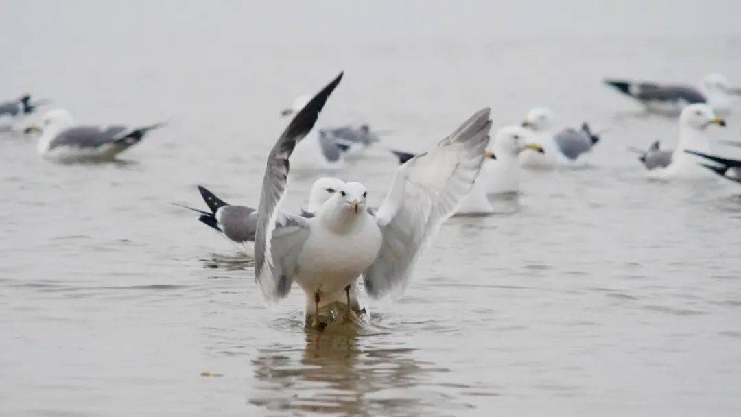 阳光|沿这条路，看那片海，我在威海邂逅如诗“慢生活”