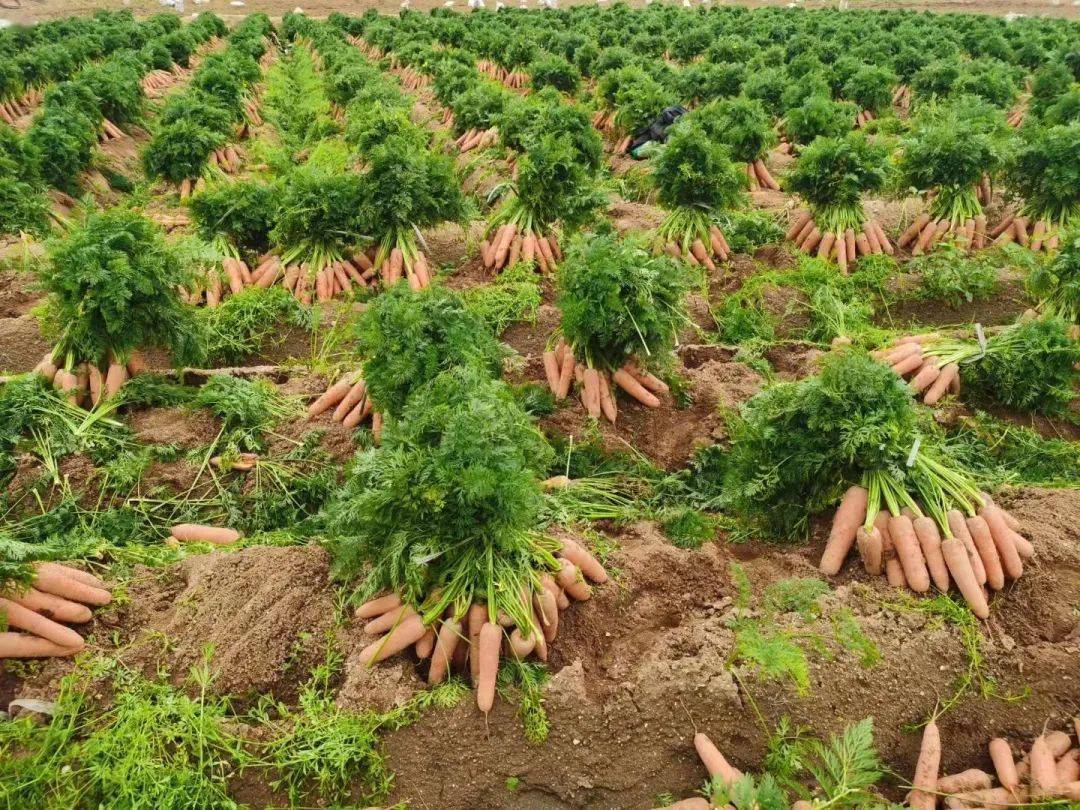 南安市农业农村局组织胡萝卜新品种示范项目现场测产验收