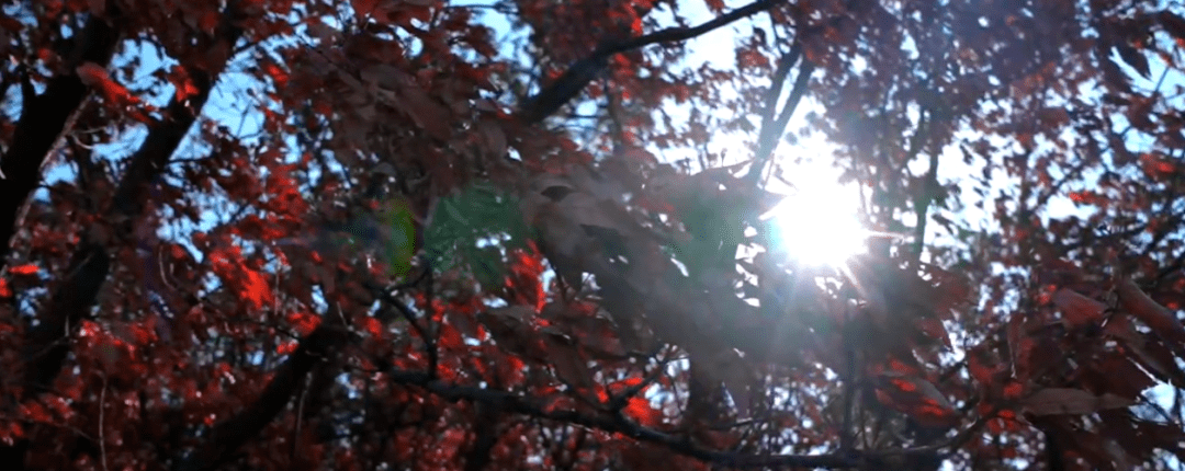 阳光|沿这条路，看那片海，我在威海邂逅如诗“慢生活”