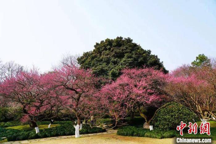 景区|浙江杭州入春：西湖西溪花开“满”湖