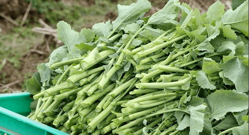 尝一尝春天味道!春季时令蔬菜抢"鲜"上市_种植_油菜_菜心