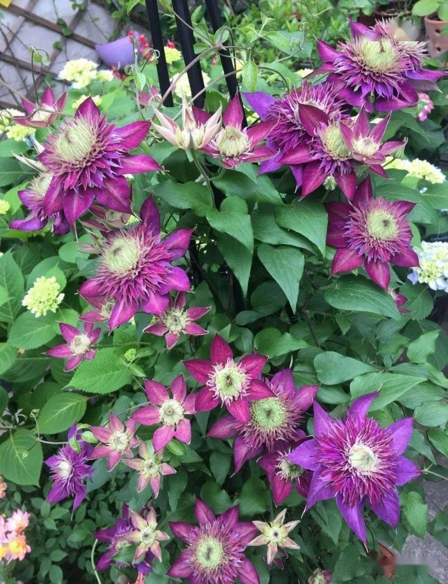 铁线莲| 为什么大家都选"紫子丸",花朵颜值高,养护容易,三季有花赏