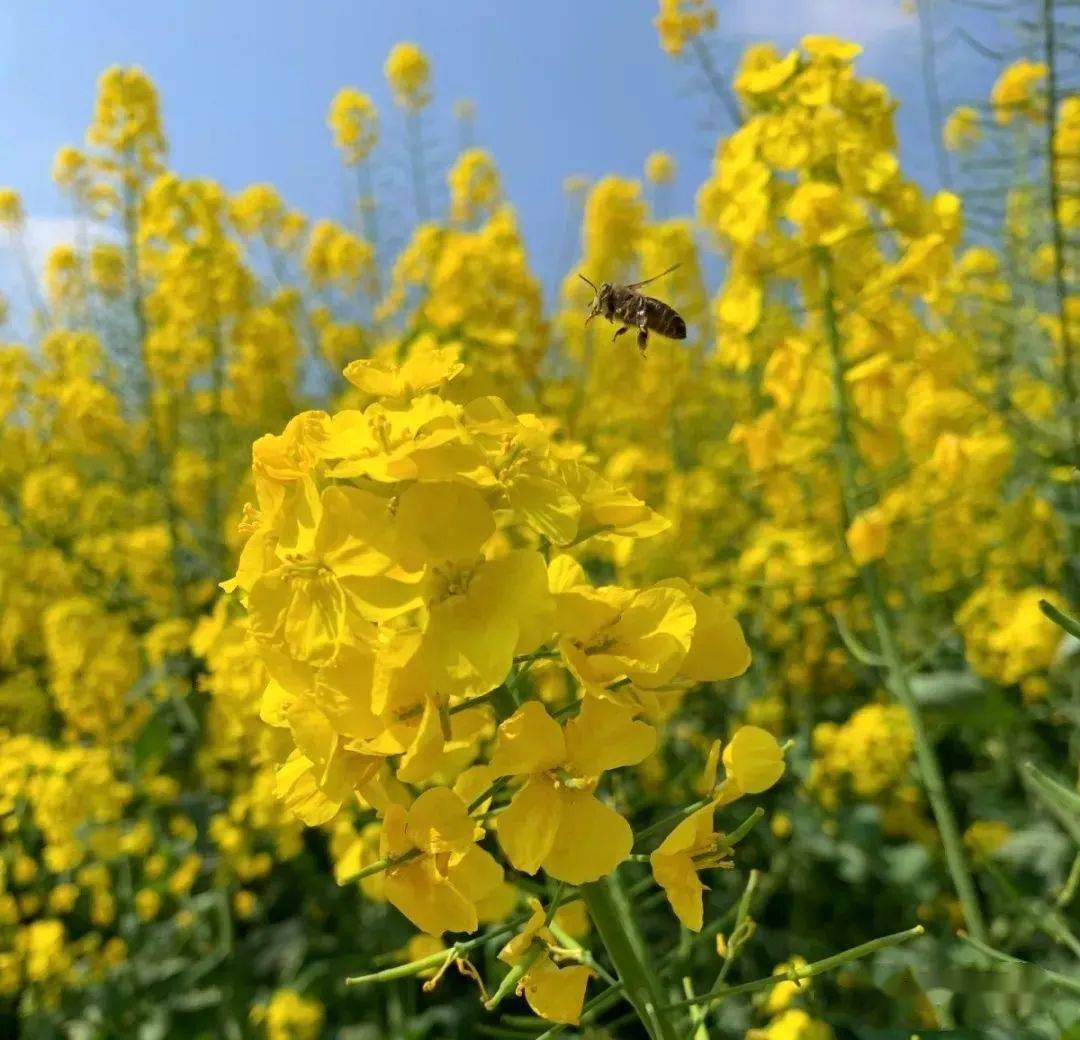 天马镇|又见花开都江堰 | 打卡菜花宝藏地图，尽享春日美好！