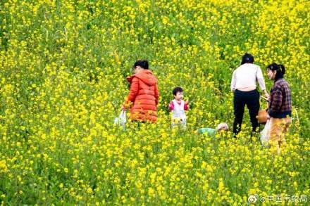 吴振根|春光旖旎！你还不赏油菜花去？