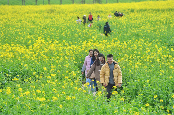油菜花|重庆南岸：广阳岛油菜花开美如画