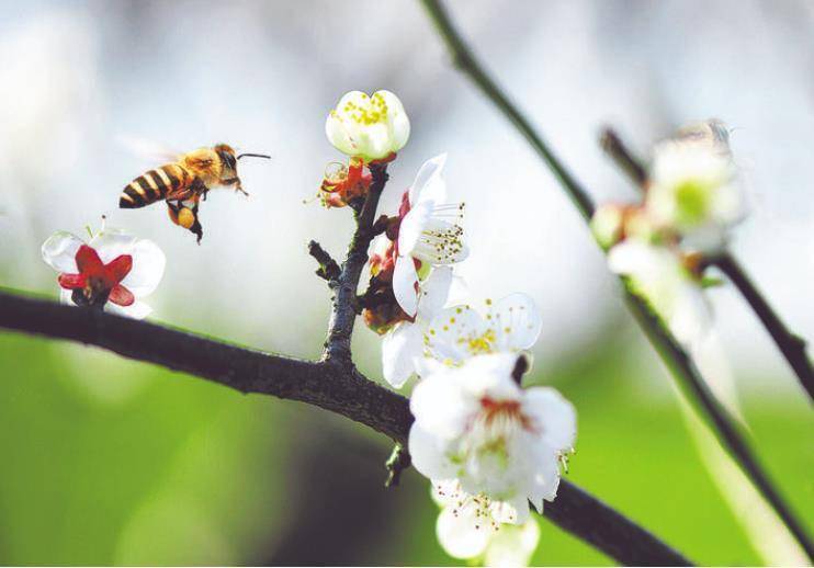 梅花|美文欣赏：春花始烂漫 诗情画意浓