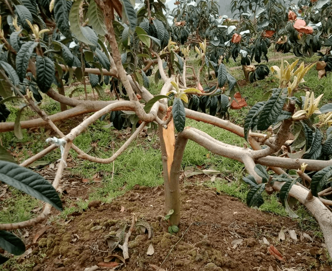 枇杷卖到100元公斤实地探访全国最早熟枇杷产区气候因素致减产