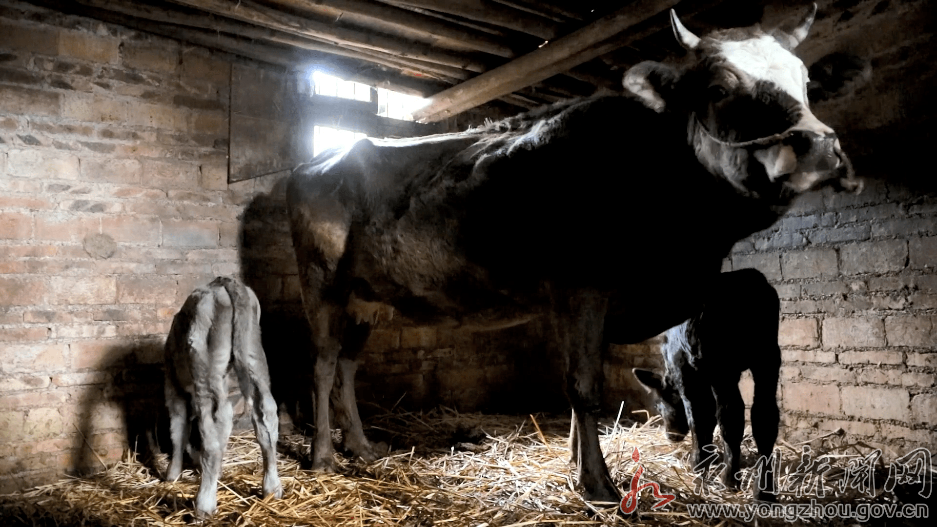 真牛牛妈妈生下双胞胎几率五万分之一
