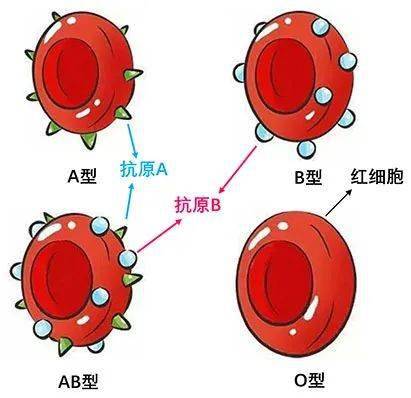 科普一下 | 父母的血型是怎样遗传给孩子的?_抗原_基因_红细胞