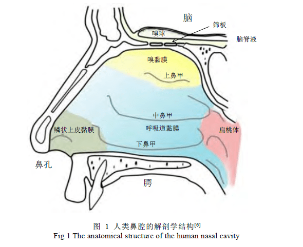 嗅球的解剖位置图片