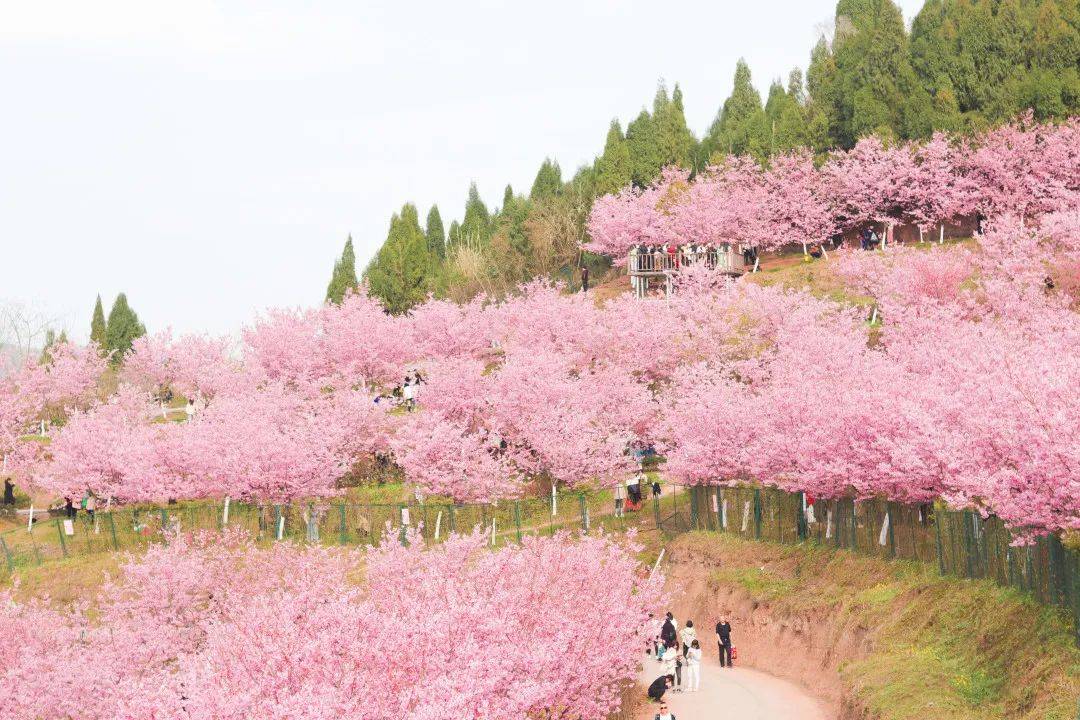 高坪区澜岭江花景区图片