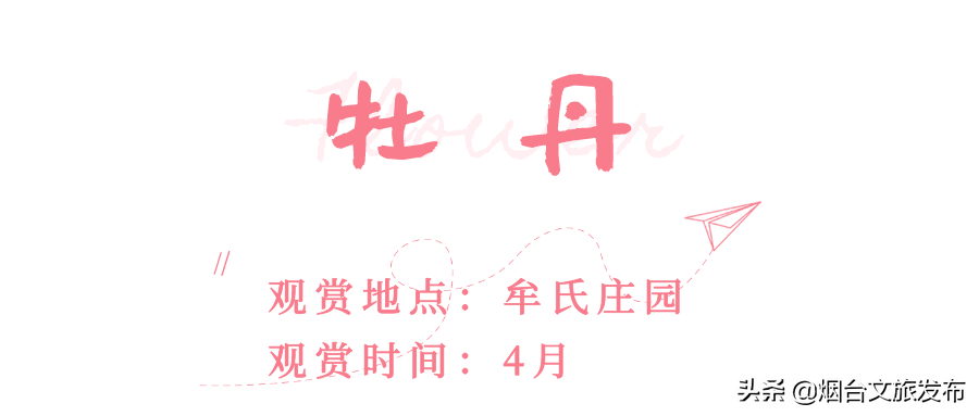 月季|春风十里，烟台赏花走起！